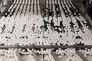 Georgia Egg Farm Guide: Production &amp; Farming Tips | The Conscious Farmer | Sustainable Agriculture for a Healthier Planet