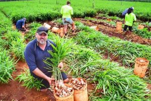 Profitable Ginger Farm Guide: Cultivation & Beyond | The Conscious Farmer | Sustainable Agriculture for a Healthier Planet