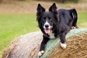 Top Breeds: Best Farm Dogs for Hard Work & Security | The Conscious Farmer | Sustainable Agriculture for a Healthier Planet