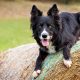 Top Breeds: Best Farm Dogs for Hard Work & Security | The Conscious Farmer | Sustainable Agriculture for a Healthier Planet