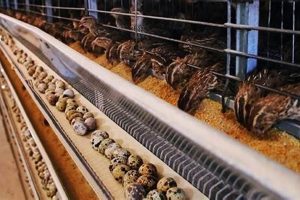 Beginner's Quail Farming Guide: Profitable & Sustainable | The Conscious Farmer | Sustainable Agriculture for a Healthier Planet