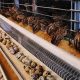 Beginner's Quail Farming Guide: Profitable & Sustainable | The Conscious Farmer | Sustainable Agriculture for a Healthier Planet