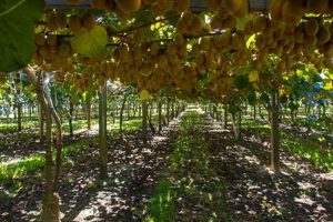 Kiwi Farms &amp; Izzimouse: The Dark Side of Online Forums | The Conscious Farmer | Sustainable Agriculture for a Healthier Planet