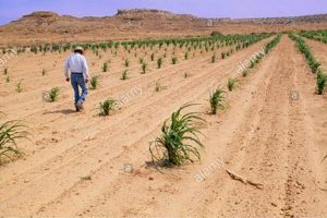What is Dry Farmed Farming? Benefits & More | The Conscious Farmer | Sustainable Agriculture for a Healthier Planet