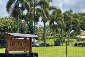 Why Ok Farms &amp; Beyond: Sustainable Farming | The Conscious Farmer | Sustainable Agriculture for a Healthier Planet