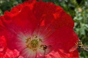Bailey Farm: Springhetti Rd Snohomish WA | Local Farming | The Conscious Farmer | Sustainable Agriculture for a Healthier Planet