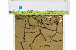 Tiny World: Ants in Ant Farm Setup Guide & Tips | The Conscious Farmer | Sustainable Agriculture for a Healthier Planet