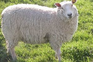 Sheep of Animal Farm: Allegory & Obedience | The Conscious Farmer | Sustainable Agriculture for a Healthier Planet