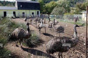 Profitable Bird Emu Farming: Guide + Tips | The Conscious Farmer | Sustainable Agriculture for a Healthier Planet