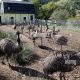 Profitable Bird Emu Farming: Guide + Tips | The Conscious Farmer | Sustainable Agriculture for a Healthier Planet
