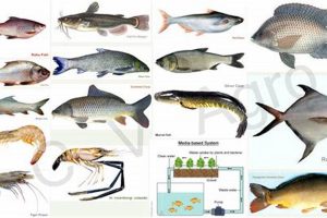 Aquaculture: Fishes for Farming Methods & Benefits | The Conscious Farmer | Sustainable Agriculture for a Healthier Planet