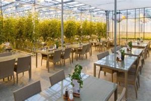 Iceland Tomato Farm Guide: Geothermal Grown Goodness | The Conscious Farmer | Sustainable Agriculture for a Healthier Planet