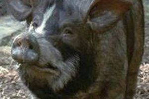 Animal Farm: Who is Minimus? Role & Analysis | The Conscious Farmer | Sustainable Agriculture for a Healthier Planet
