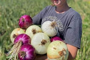 Buy Dixondale Farms Onion Plants | Grow Bumper Crops! | The Conscious Farmer | Sustainable Agriculture for a Healthier Planet