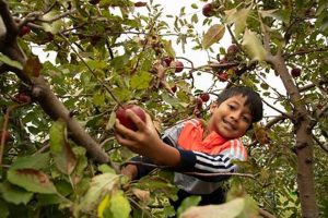 A Guide to Elegant Farmer Apple Picking: Tips &amp; More | The Conscious Farmer | Sustainable Agriculture for a Healthier Planet