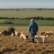 Is Fresh Food Worth It? How Much Does Farmer's Dog Cost? | The Conscious Farmer | Sustainable Agriculture for a Healthier Planet