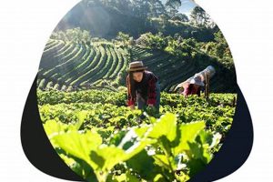 Rent a Farm: Land on Rent for Farming Success | The Conscious Farmer | Sustainable Agriculture for a Healthier Planet