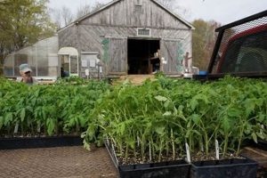 Visit Natick Farm: A Local Farming Treasure! | The Conscious Farmer | Sustainable Agriculture for a Healthier Planet