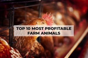 Easy Money: Top 10 Most Profitable Farm Animals for Profit! | The Conscious Farmer | Sustainable Agriculture for a Healthier Planet