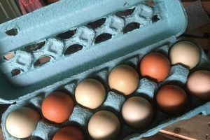 Best Local Egg Farms Near You: Fresh & Healthy! | The Conscious Farmer | Sustainable Agriculture for a Healthier Planet