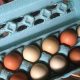 Best Local Egg Farms Near You: Fresh & Healthy! | The Conscious Farmer | Sustainable Agriculture for a Healthier Planet