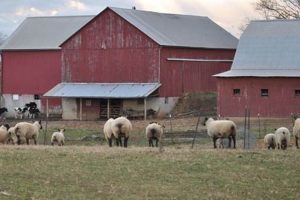 The Ultimate Farm Animal Barn Guide: Design & Care | The Conscious Farmer | Sustainable Agriculture for a Healthier Planet