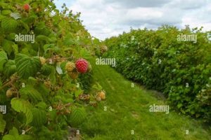 Grow Your Best: A Raspberry Farm Guide | The Conscious Farmer | Sustainable Agriculture for a Healthier Planet