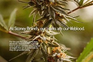Discover Stoney Branch Farms: Your Local Farm Fresh! | The Conscious Farmer | Sustainable Agriculture for a Healthier Planet