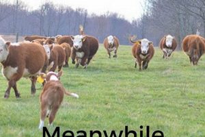 Storytelling: Meanwhile Back on the Farm's Impact on Narratives | The Conscious Farmer | Sustainable Agriculture for a Healthier Planet