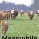 Storytelling: Meanwhile Back on the Farm's Impact on Narratives | The Conscious Farmer | Sustainable Agriculture for a Healthier Planet