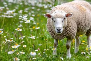 Unveiling the Truth: Daisy Animal Farm Secrets Exposed | The Conscious Farmer | Sustainable Agriculture for a Healthier Planet