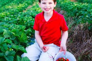 Plan Your Trip: Wegmeyer Farm Oatland Strawberry Picking Fun | The Conscious Farmer | Sustainable Agriculture for a Healthier Planet