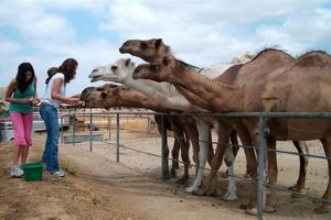 Animals of Movieland: Camel Farm & Movie Magic | The Conscious Farmer | Sustainable Agriculture for a Healthier Planet