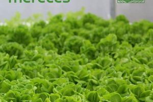 AI Met Farm Secrets: Farming's Future? The Conscious Farmer | Sustainable Agriculture for a Healthier Planet AI Met Farm Secrets: Farming's Future? | The Conscious Farmer | Sustainable Agriculture for a Healthier Planet