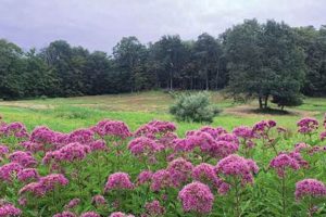 Explore Lachat Town Farm: A Community Farming Gem | The Conscious Farmer | Sustainable Agriculture for a Healthier Planet