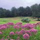 Explore Lachat Town Farm: A Community Farming Gem | The Conscious Farmer | Sustainable Agriculture for a Healthier Planet