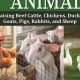 Beyond Chickens: Unique Hobby Farm Animals Guide | The Conscious Farmer | Sustainable Agriculture for a Healthier Planet