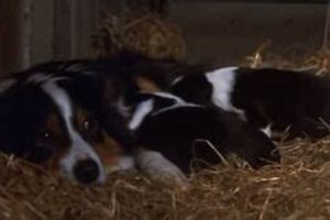 Why "Jessie's Animal Farm" Matters: Simple Tales, Big Lessons | The Conscious Farmer | Sustainable Agriculture for a Healthier Planet
