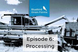 Farm-Fresh: Bluebird Grain Farms - Sustainable Grains | The Conscious Farmer | Sustainable Agriculture for a Healthier Planet
