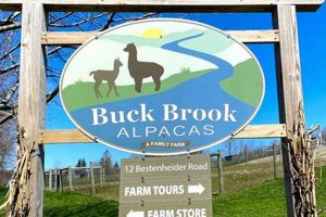 Discover Buck Brook Alpacas Farm: Your Alpaca Paradise! | The Conscious Farmer | Sustainable Agriculture for a Healthier Planet
