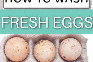 Farm Fresh: Easy How to Clean Farm Eggs [Guide] | The Conscious Farmer | Sustainable Agriculture for a Healthier Planet