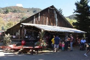 Visit Oak Glen Apple Farm Ranch: A Farming Paradise! | The Conscious Farmer | Sustainable Agriculture for a Healthier Planet