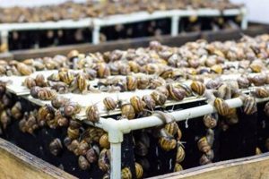 Why Farm Snails? What Do We Farm Snails For (+Uses) | The Conscious Farmer | Sustainable Agriculture for a Healthier Planet