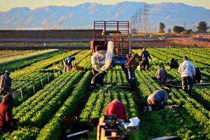 Essential Farm Works: Boosting Field & Crop Yields | The Conscious Farmer | Sustainable Agriculture for a Healthier Planet