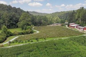 Visit Hillside Orchard Farms: Lakemont, GA's Orchard Fun | The Conscious Farmer | Sustainable Agriculture for a Healthier Planet