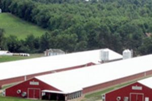 Your Path to Case Farms Careers: Jobs &amp; Opportunities | The Conscious Farmer | Sustainable Agriculture for a Healthier Planet