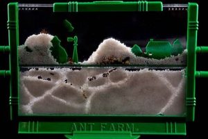 Best Uncle Milton Ant Farm Ants: A Beginner's Guide | The Conscious Farmer | Sustainable Agriculture for a Healthier Planet