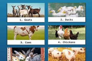 Top Picks: Best Farming Animals for Sustainable Farms [Guide] | The Conscious Farmer | Sustainable Agriculture for a Healthier Planet