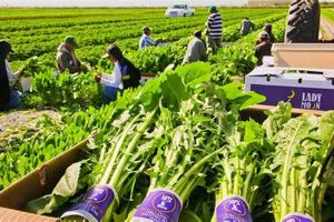 Discover Lady Moon Farms: Organic Farming Excellence | The Conscious Farmer | Sustainable Agriculture for a Healthier Planet
