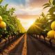 Grow Your Lemon Farm: Tips &amp; Profits! | The Conscious Farmer | Sustainable Agriculture for a Healthier Planet